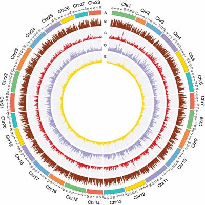 High-Quality de novo Chromosome-Level Genome Assembly of a Single Bombyx mori With BmNPV Resistance by a Combination of PacBio Long-Read Sequencing, Illumina Short-Read Sequencing, and Hi-C Sequencing